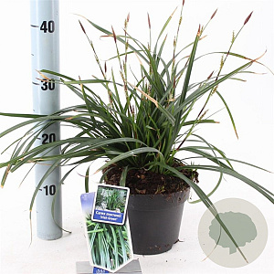 Carex morrowii 'Irish Green' 20-25 cm 2,0L