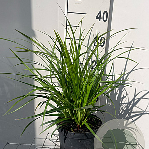 Carex morrowii 'Irish Green' GM 2,0L