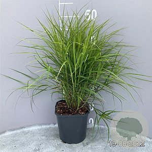 Carex muskingumensis GM 2,0L