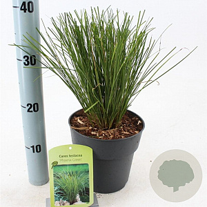 Carex 'Phoenix Green' 20-25 cm 2,0L