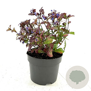 Ceratostigma plumbaginoides GM 2,0L