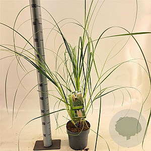 Cortaderia s. 'Evita' 60-80 cm 3,0L