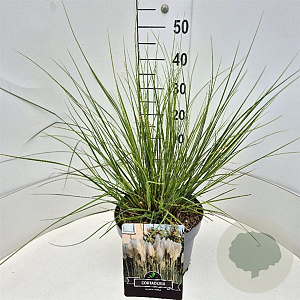 Cortaderia s. 'Pumila' 50-60 cm 20L