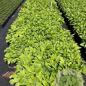 Digitalis purpurea GM 2,0L