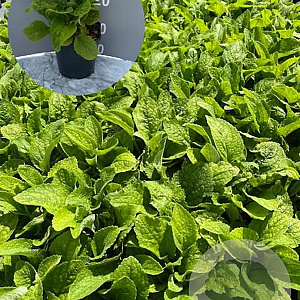 Digitalis purp. 'Alba' GM 2,0L