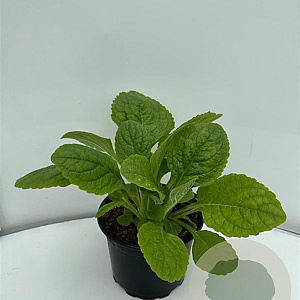 Digitalis purp. 'Alba' GM 2,0L