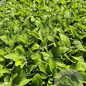 Digitalis purp. 'Alba' GM 2,0L