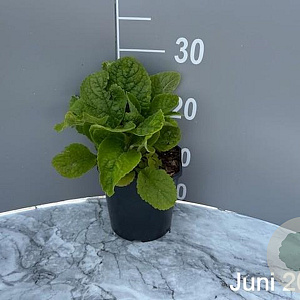 Digitalis purp. 'Alba' GM 2,0L