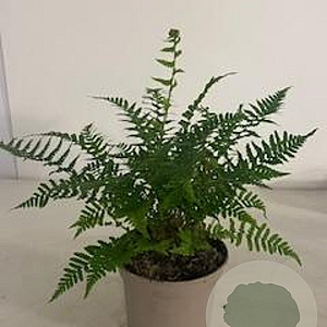 Dryopteris affinis GM 2,0L