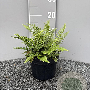 Dryopteris affinis GM 2,0L