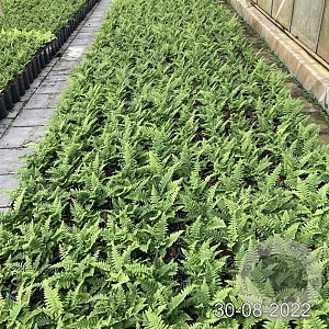 Dryopteris af. 'Crispa' GM 2,0L