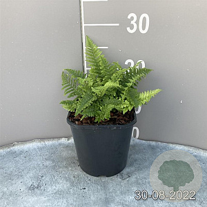 Dryopteris af. 'Crispa' GM 2,0L
