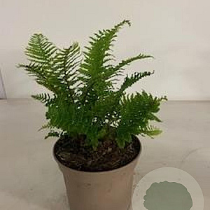 Dryopteris af. 'Crispa' GM 2,0L