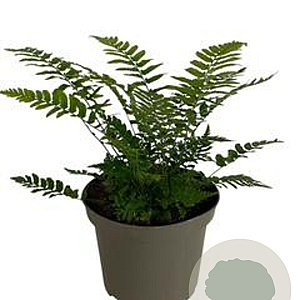 Dryopteris cycadina GM 2,0L