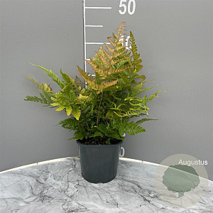 Dryopteris erythrosora GM 2,0L