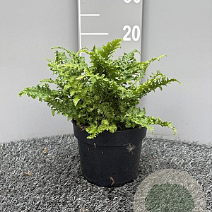 Dryopteris f.-m. 'Crispa' GM 2,0L