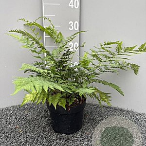 Dryopteris marginalis GM 2,0L