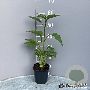 Echinacea purpurea GM 2,0L