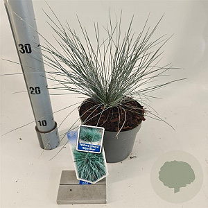 Festuca glauca 'Elijah Blue' 20-25 cm 2,0L