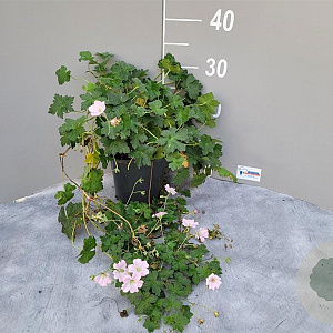 Geranium Dreamland GM 2,0L