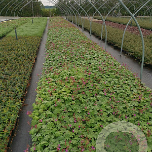 Geranium macrorrhizum GM P9