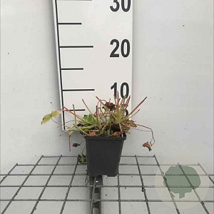 Geranium macrorrhizum GM P9