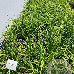 Hemerocallis 'Sammy Russell' GM 2,0L