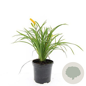 Hemerocallis 'Stella de Oro' GM C1.3