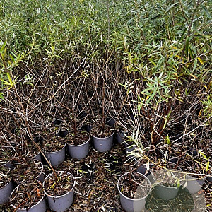 Hippophae rhamnoides 60-80 cm 2,0L