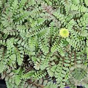 Leptinella squalida GM 2,0L