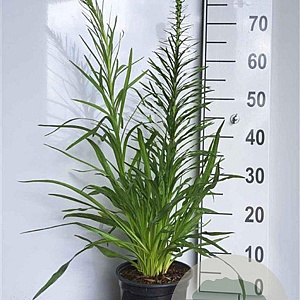 Liatris spicata GM 2,0L