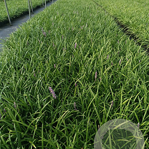 Liriope muscari 'Big Blue' GM P9