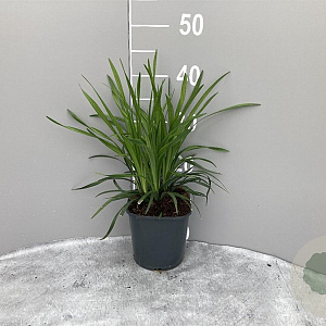 Liriope muscari 'Ingwersen' GM 2,0L