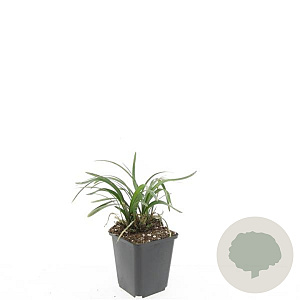 Liriope muscari 'Monroe White' GM P9