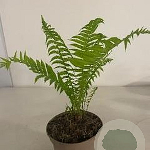 Matteuccia struthiopteris GM 2,0L