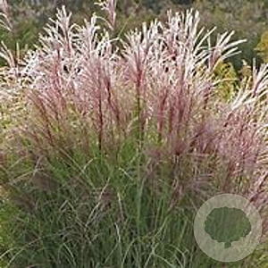 Miscanthus sin. 'Ferner Osten' GM P9