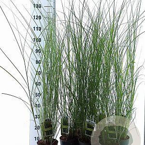 Miscanthus sin. 'Gracillimus' 30-60 cm 2,0L