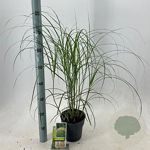 Miscanthus sin. 'Herman Mussel' GM 2,0L