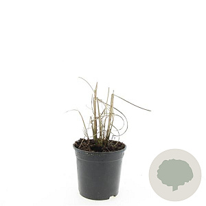 Miscanthus sin. 'Kleine Silbersp.' GM C1.3