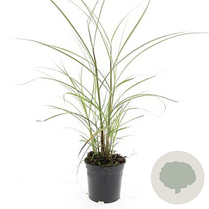 Miscanthus sin. 'Kleine Silbersp.' GM C1.3