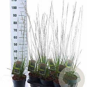 Molinia caerulea 'Heidebraut' 40-70 cm 2,0L