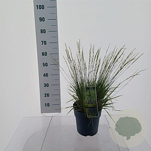 Molinia caerulea 'Variegata' 50-80 cm 6,5L
