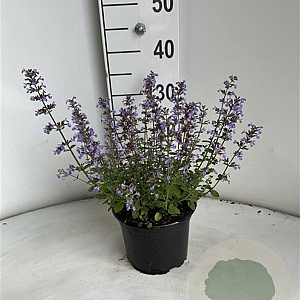Nepeta 'Purssian Blue' GM 2,0L