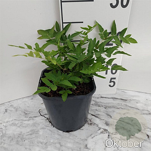 Osmunda regalis GM 2,0L