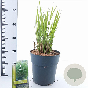 Panicum virgatum 'Northwind' 60-90 cm 6,5L