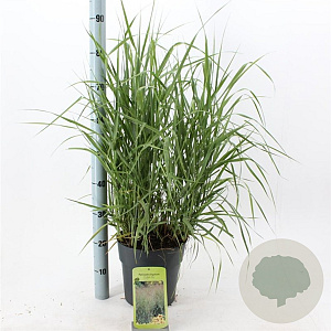 Panicum virgatum 'Prairie Sky' 60-90 cm 6,5L