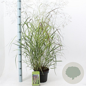 Panicum virgatum 'Squaw' 60-90 cm 6,5L