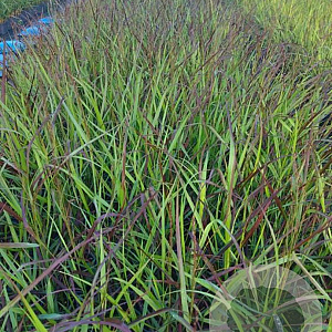 Panicum virgatum 'Squaw' GM 2,0L