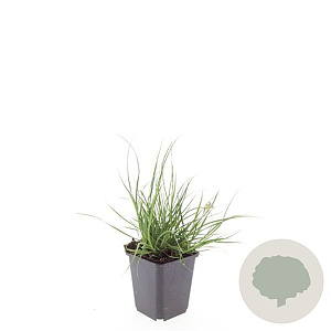 Pennisetum al. 'Little Bunny' GM P9