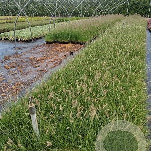 Pennisetum al. 'Little Bunny' GM P9